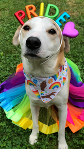 Wavin' Pride Pet Bandana