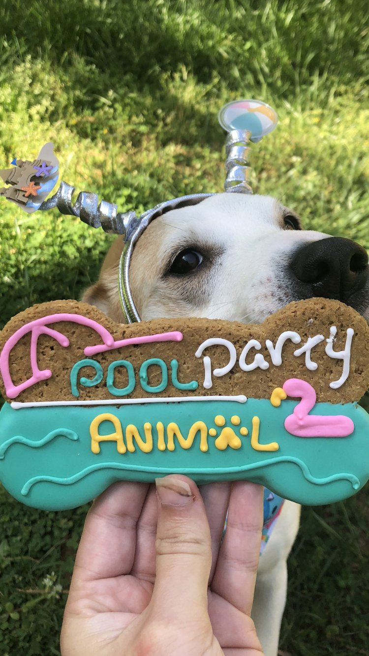 Pool Party Bone Dog Cookie