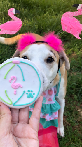 Beach Ball Dog Cookie