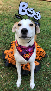 Pupkins Galore Bandana