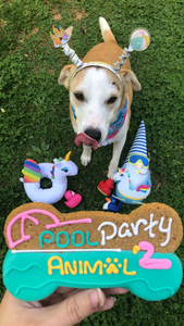 Pool Party Bone Dog Cookie