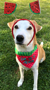 One In a Melon Pet Bandana