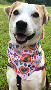 Rainbows 4 Days Pet Bandana