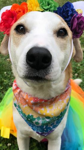 Field of Love Pet Bandana