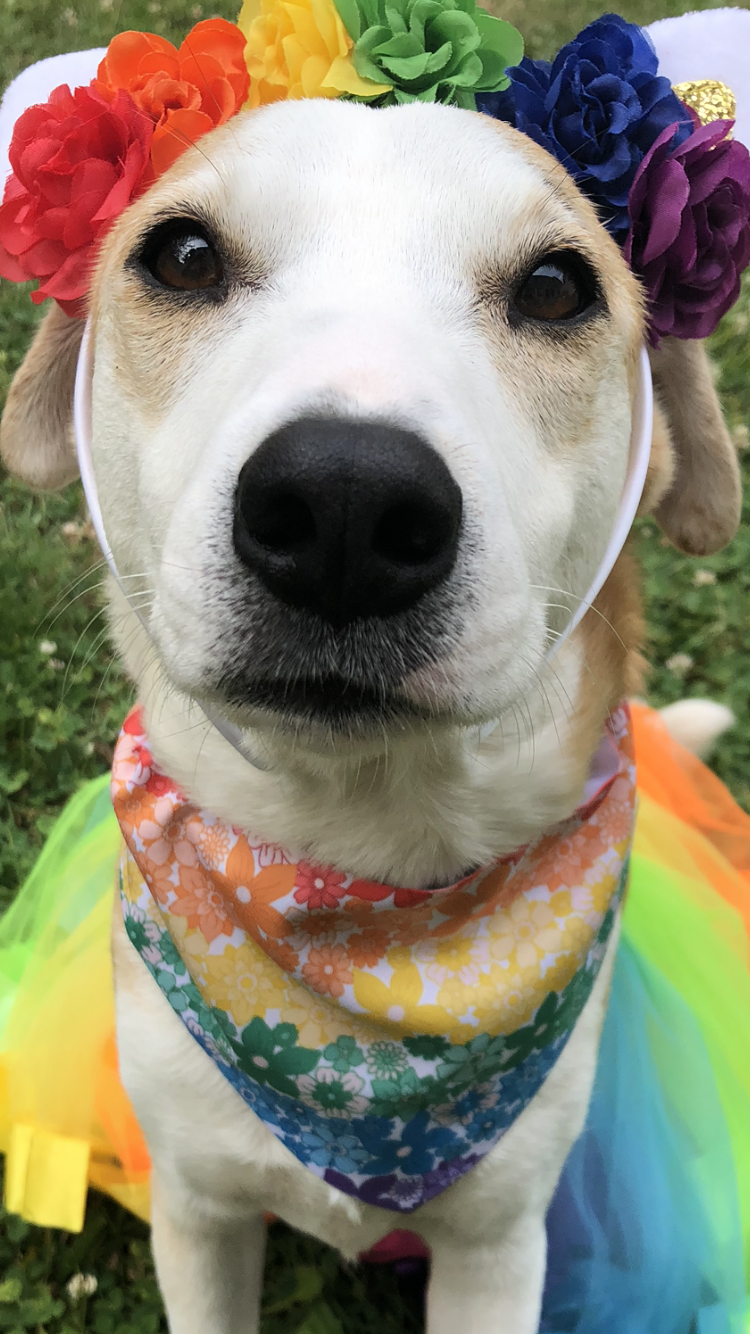 Field of Love Pet Bandana